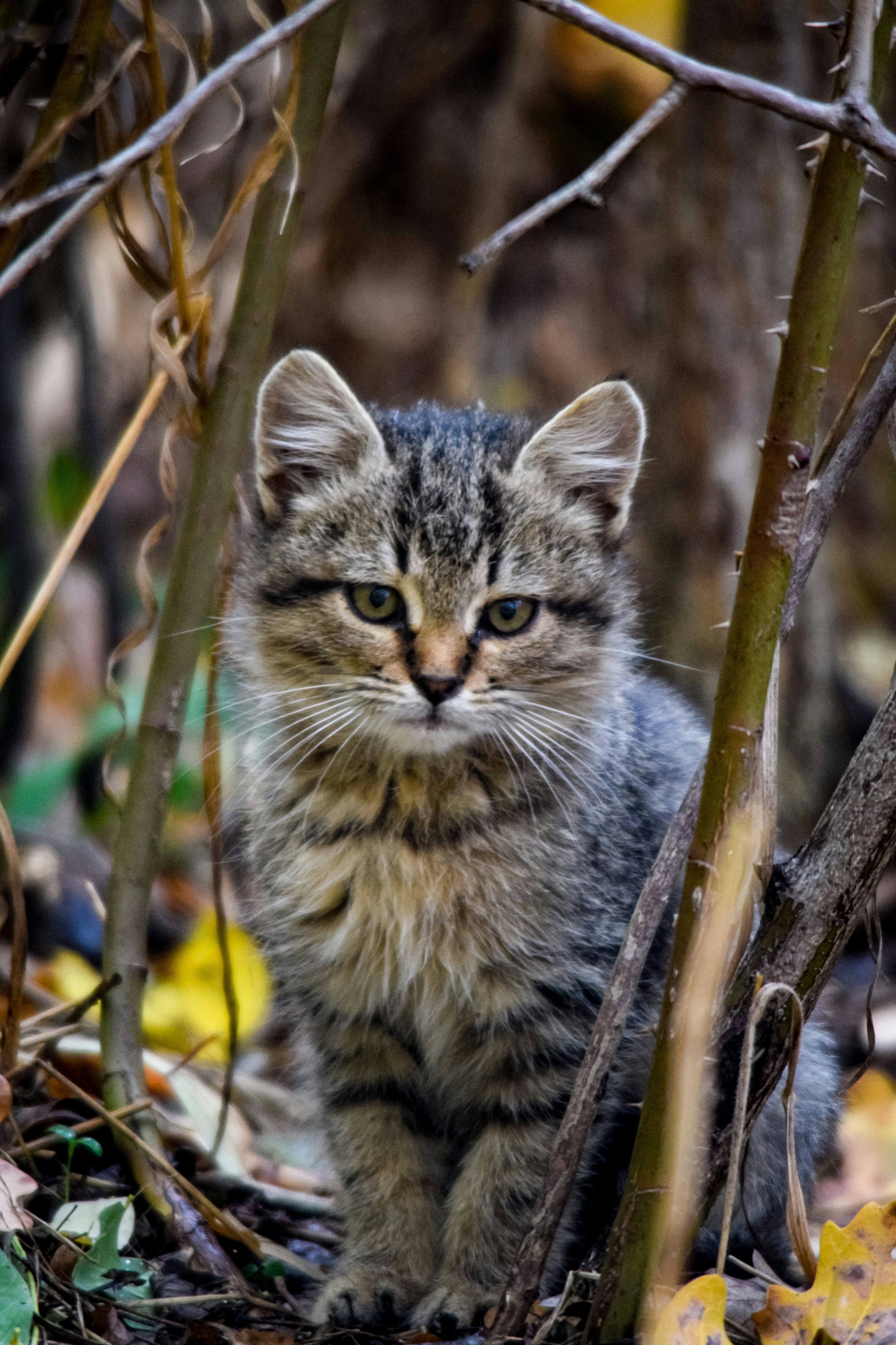 Photo by anna_flowers