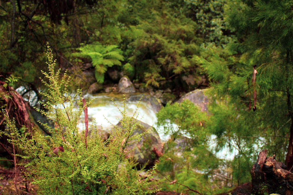 a stream running through a lush green forest