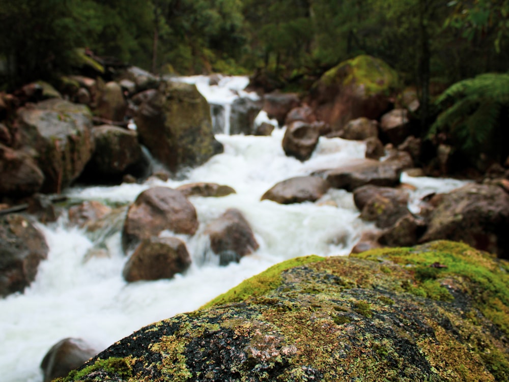 a bird is perched on a rock near a river