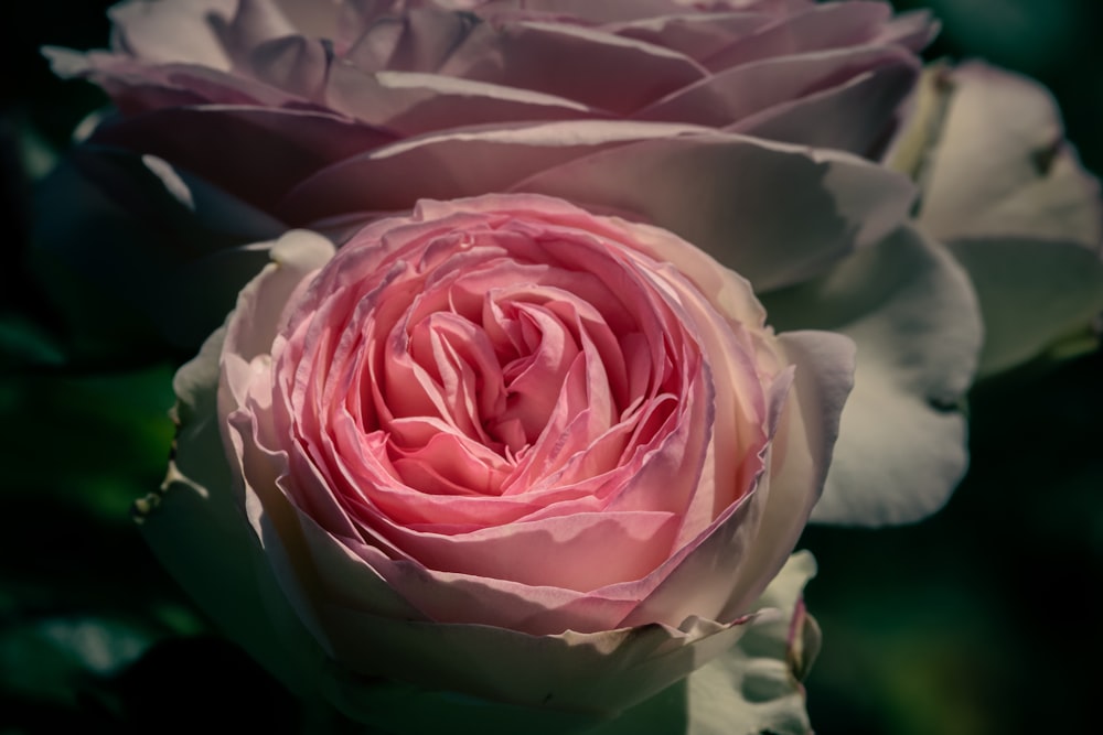 a close up of a pink rose flower