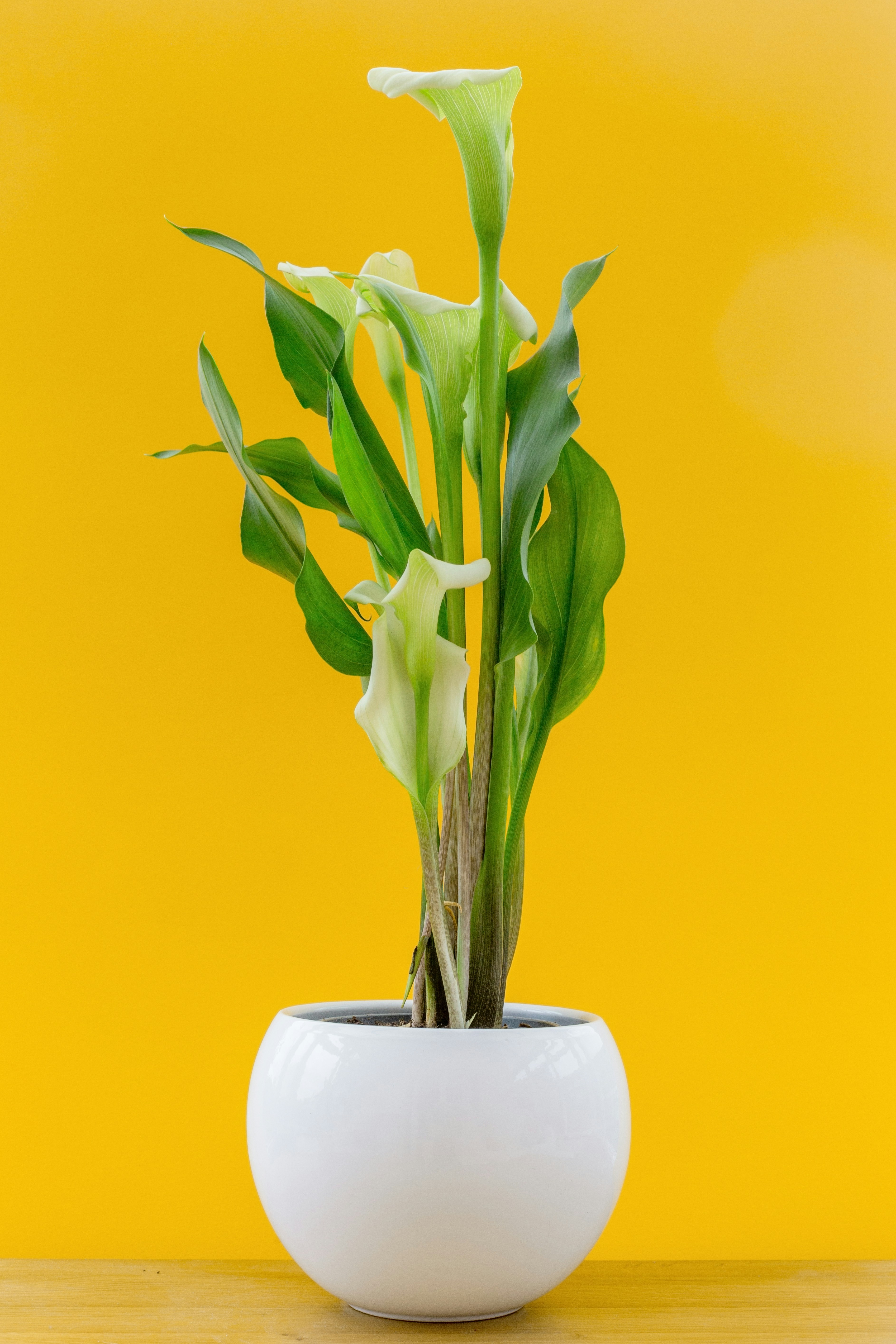 Photo by nataliekinnear