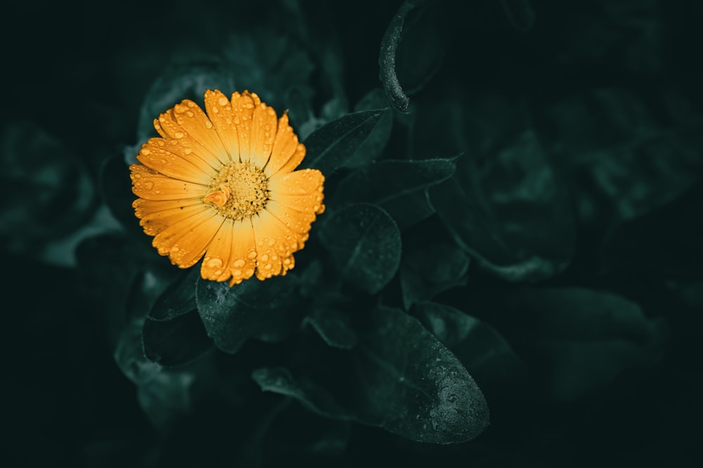 a yellow flower with water droplets on it