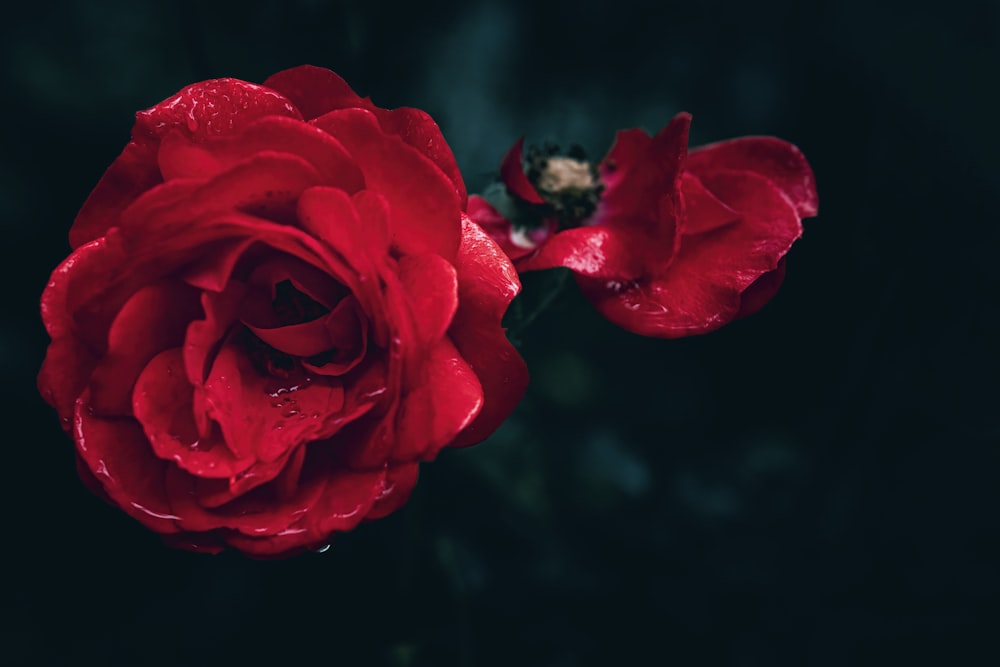 물방울이 있는 빨간 장미