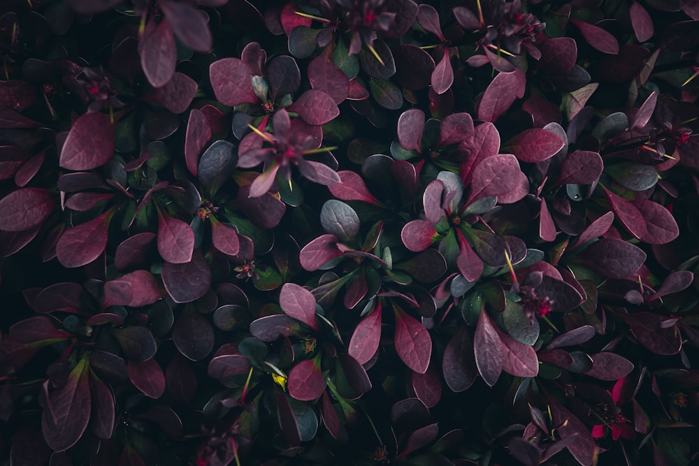 a close up of a bunch of purple flowers