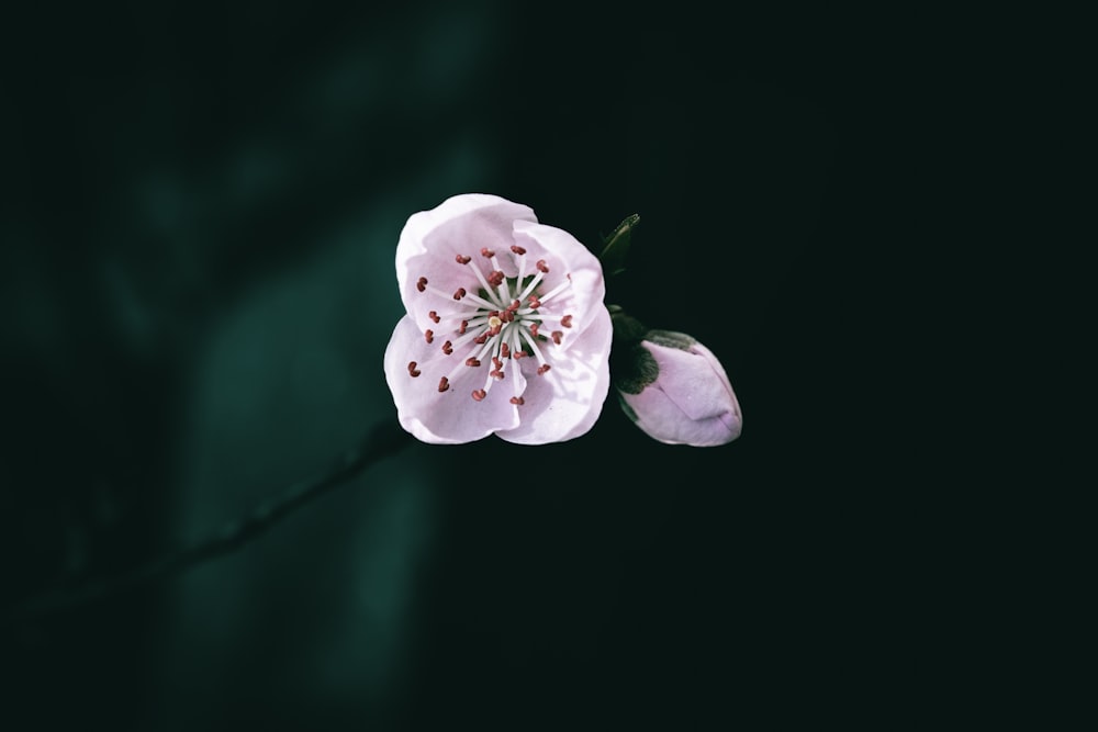 a white flower with a green background