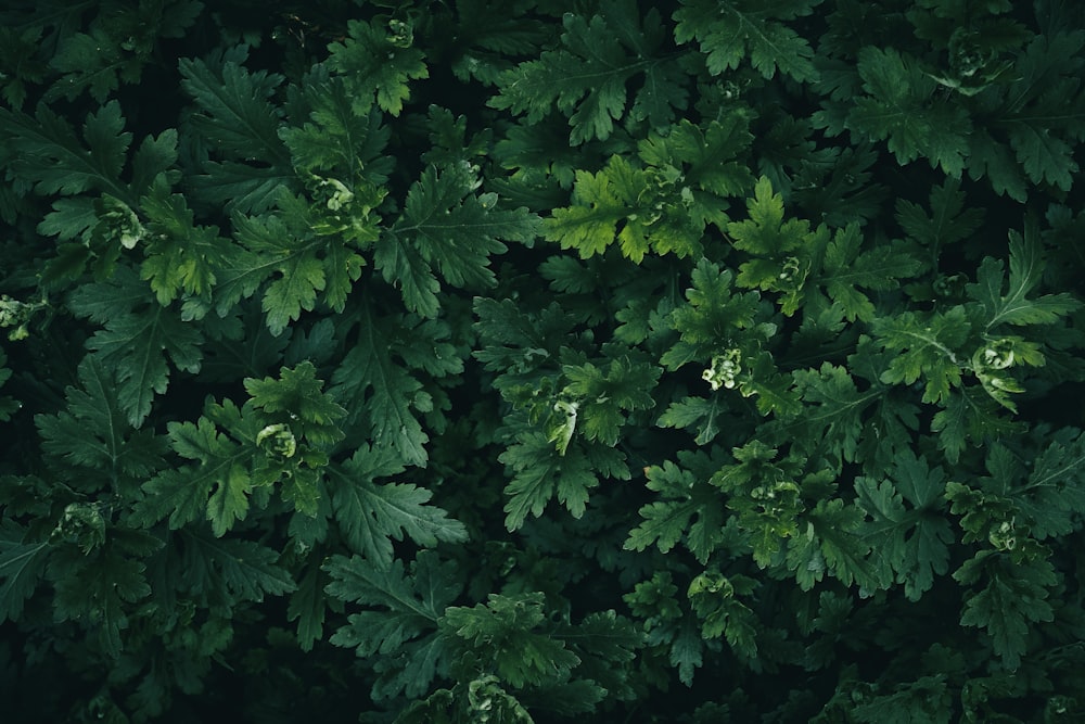 the top view of a tree with green leaves