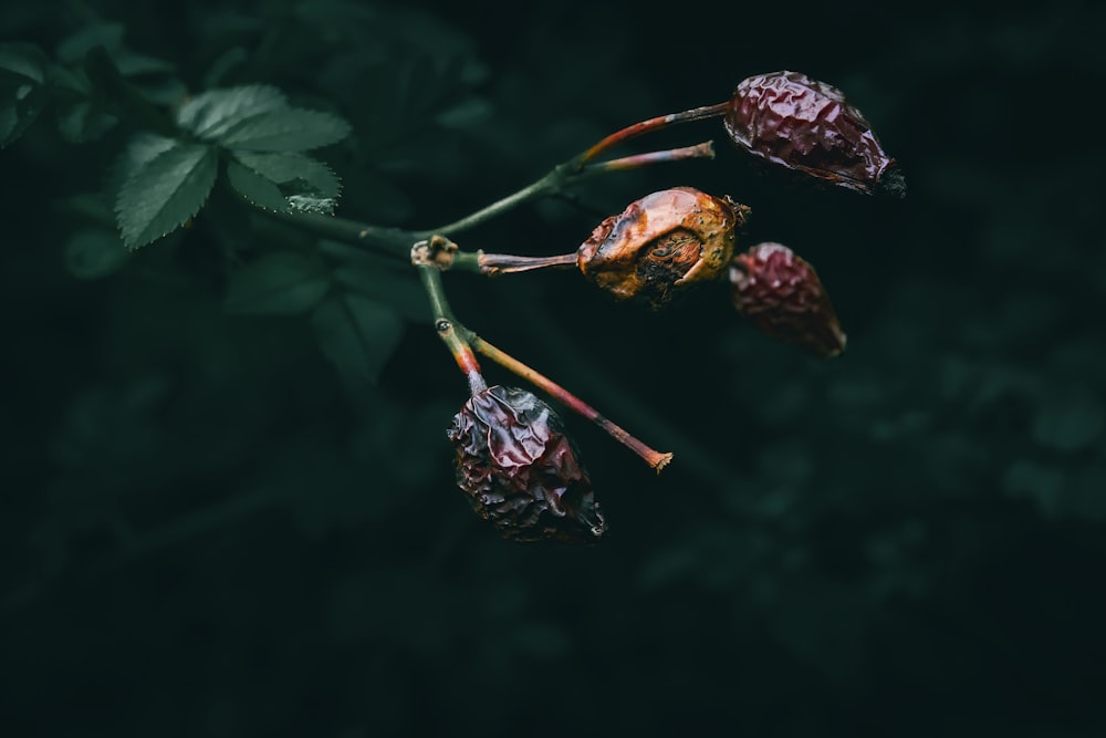 a close up of a flower on a plant