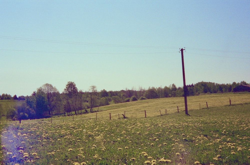 a field of flowers and a telephone pole in the distance