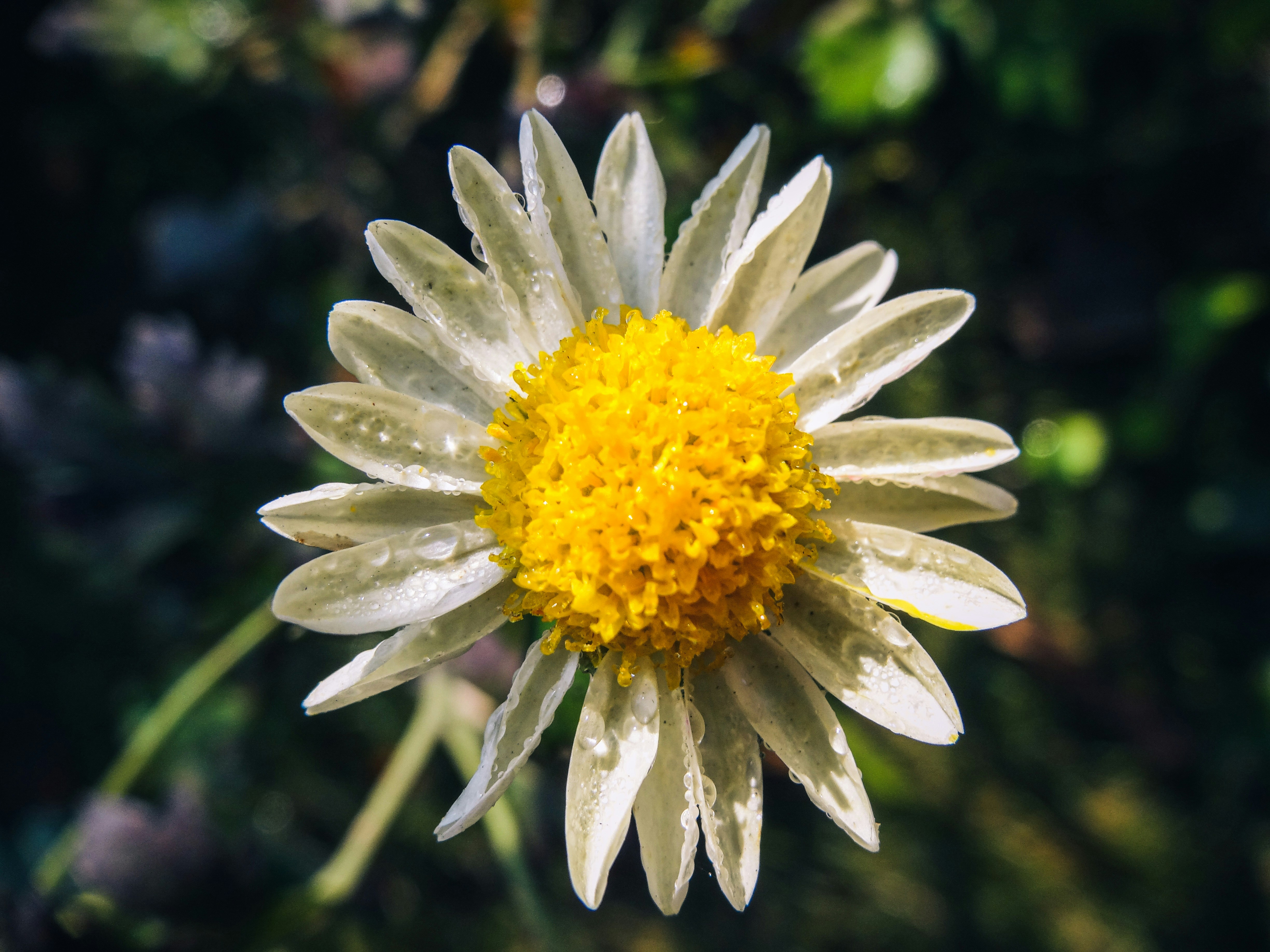 Photo by aayush_khokhar