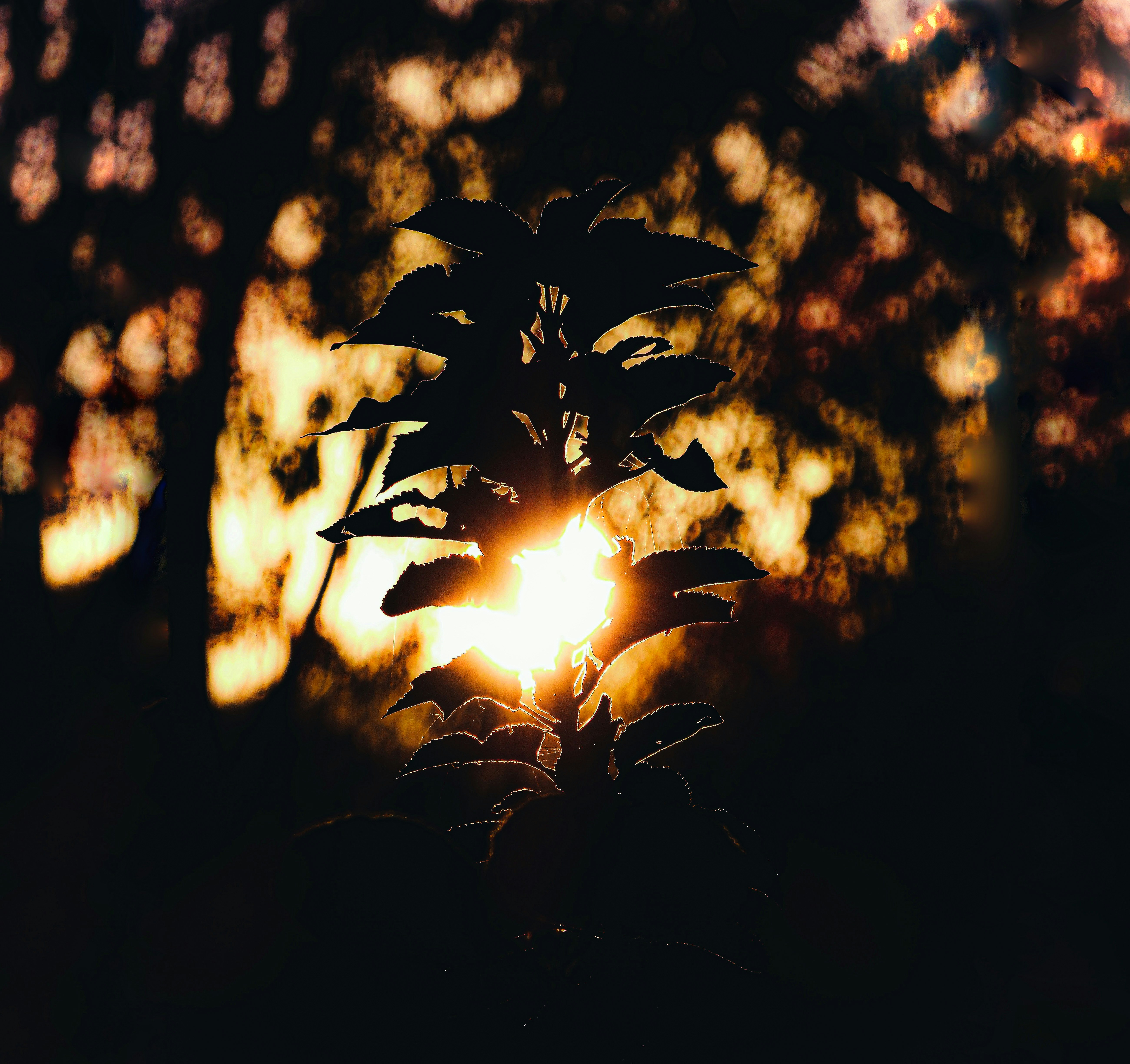 Photo by aayush_khokhar