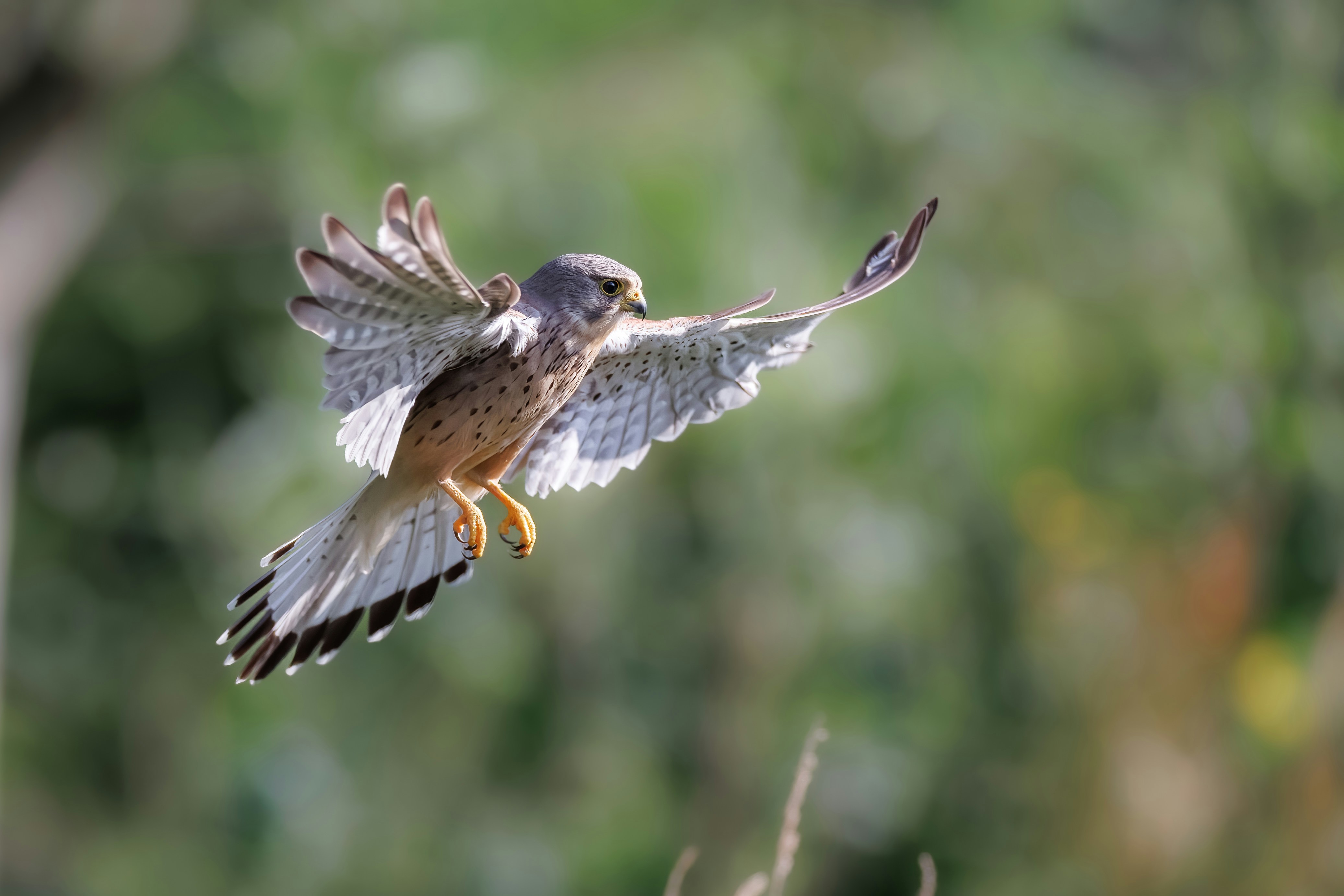 Photo by vincentvanzalinge