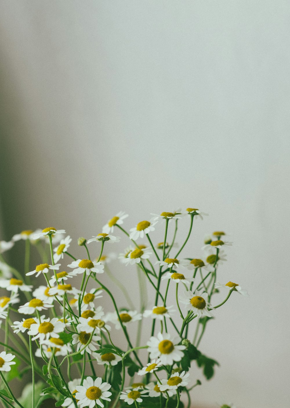 a vase filled with white and yellow flowers