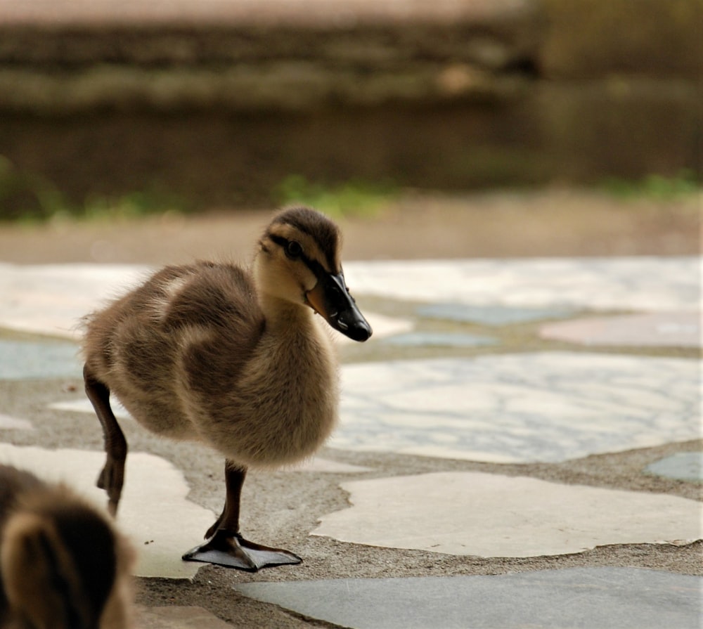 a duck is standing on the pavement near a dog