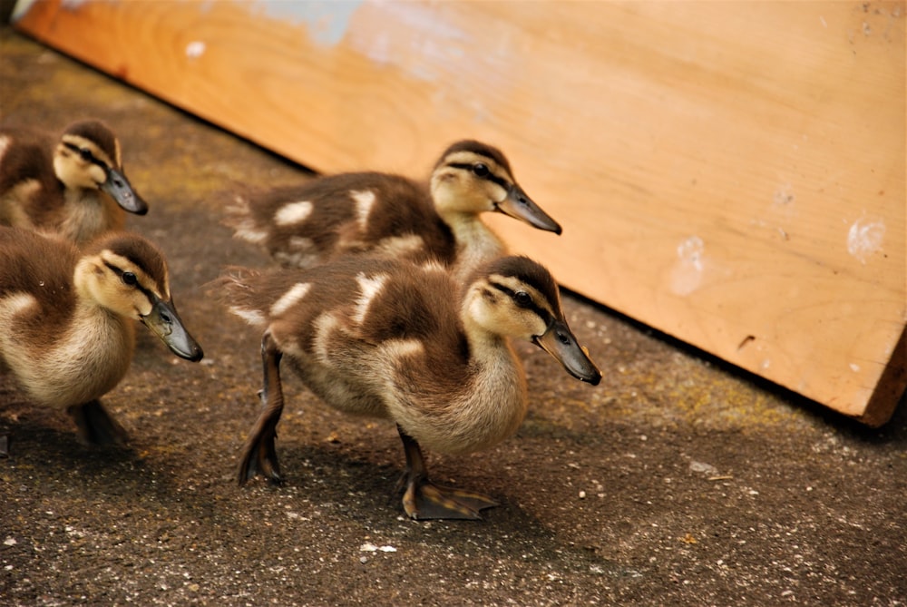 eine Gruppe von Enten, die nebeneinander stehen