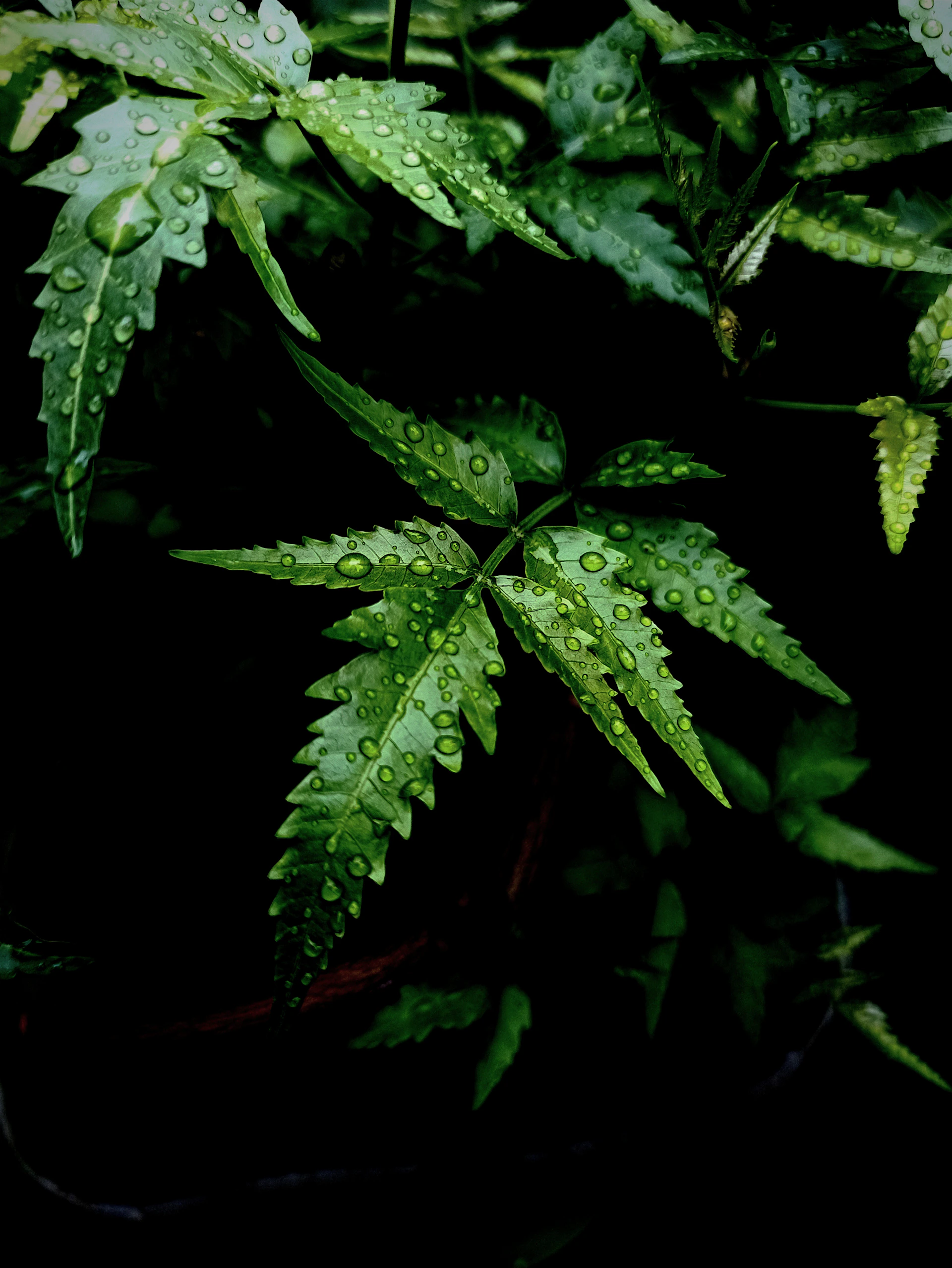 a close up of a plant with water droplets on it