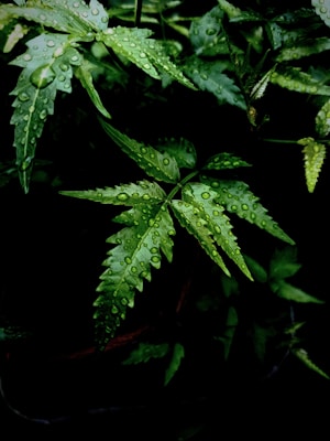 Neem Extract