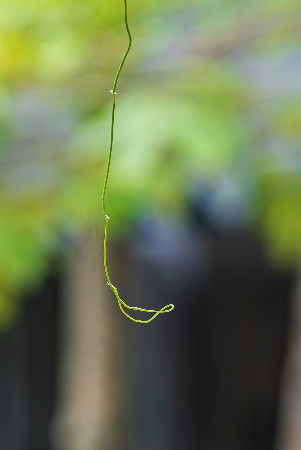 a close up of a green plant hanging from a wire