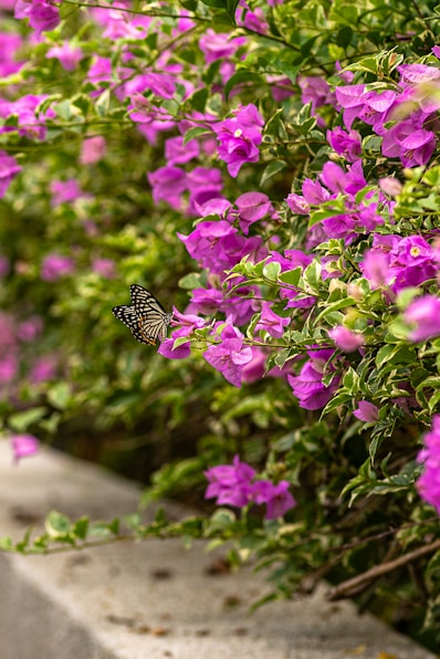 a butterfly sitting on top of a purple flower bush