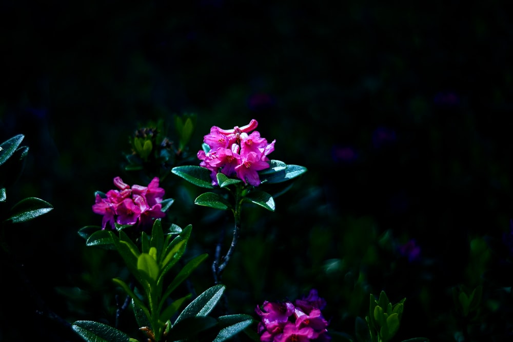 a group of pink flowers sitting on top of a lush green field