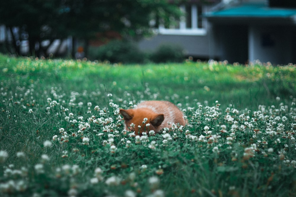 a small dog laying in a field of flowers