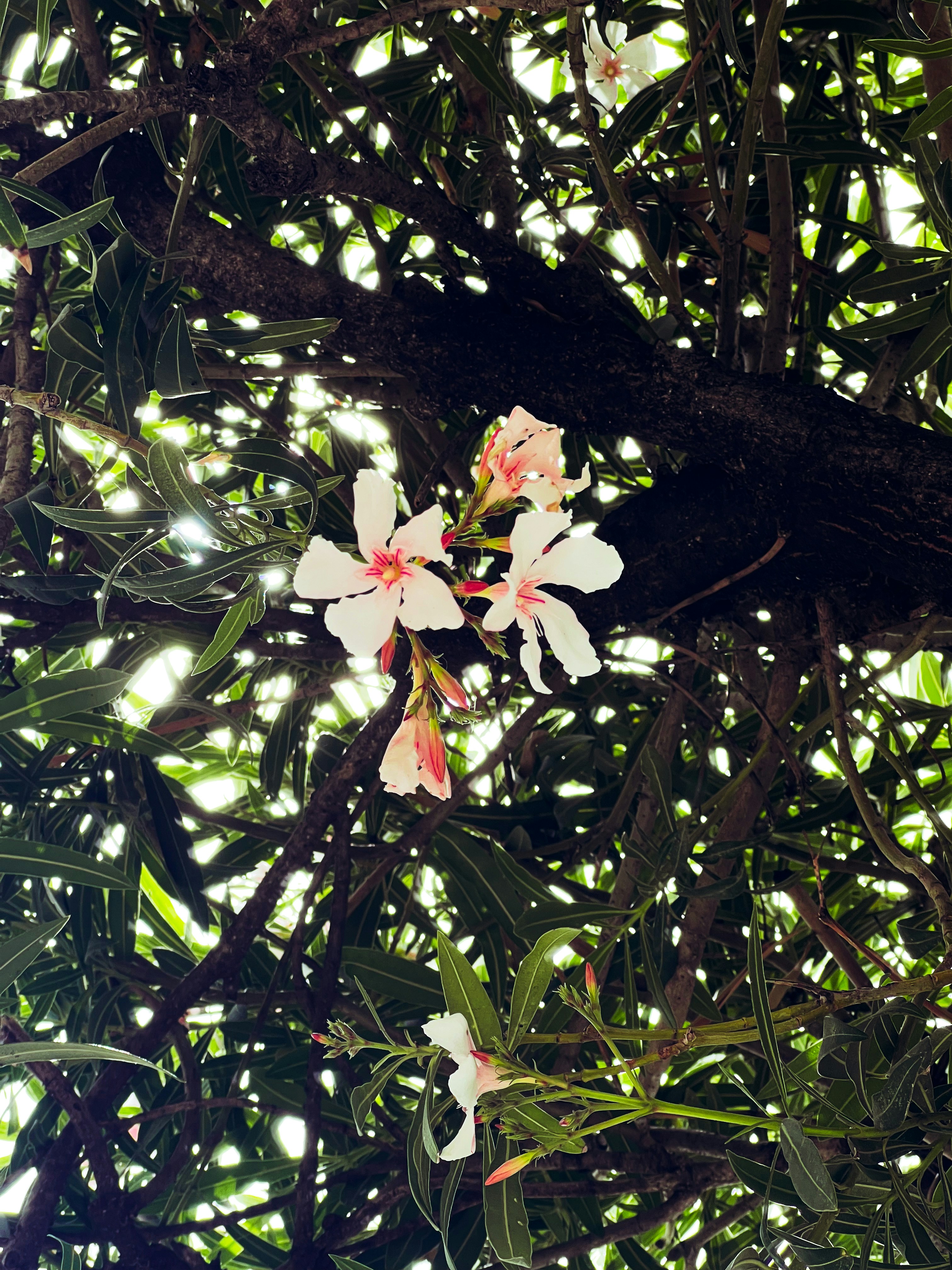 Eine weiße Blume blüht auf einem Ast