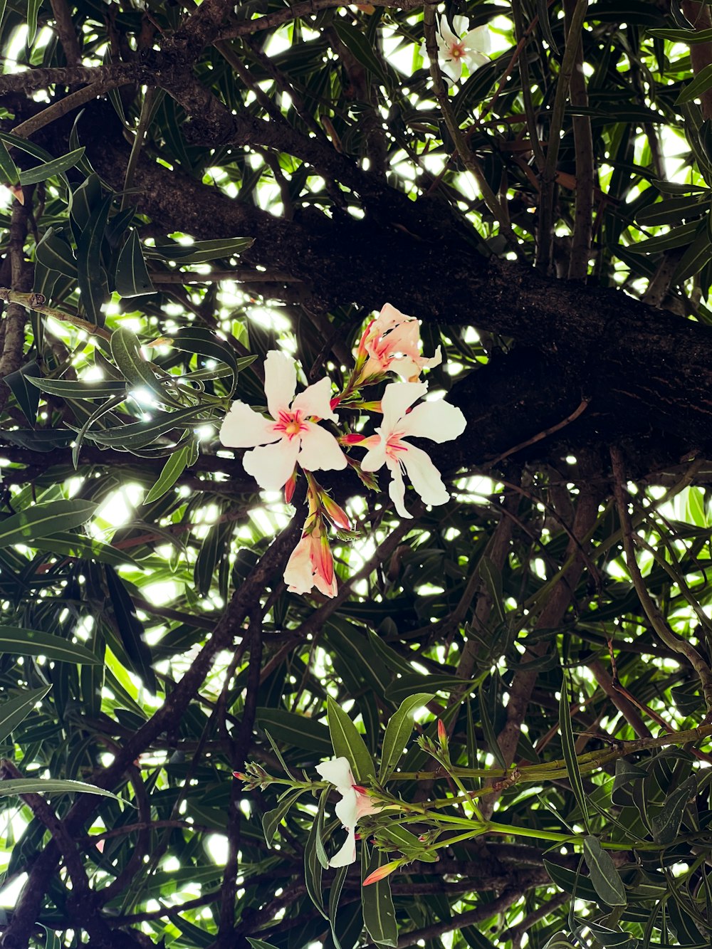 a white flower is blooming on a tree branch