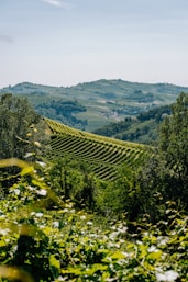 a scenic view of a vineyard in the hills