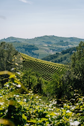 a scenic view of a vineyard in the hills