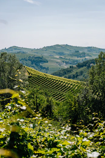 a scenic view of a vineyard in the hills