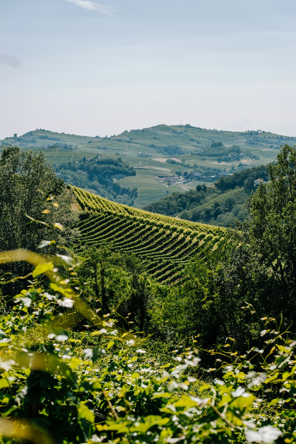 a scenic view of a vineyard in the hills