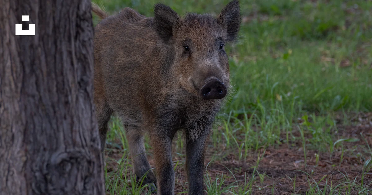 A small boar standing next to a tree photo – Free Animal Image on Unsplash