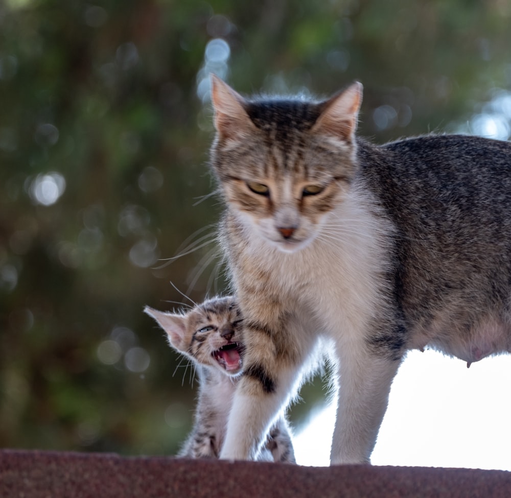a cat standing next to a kitten on top of a roof