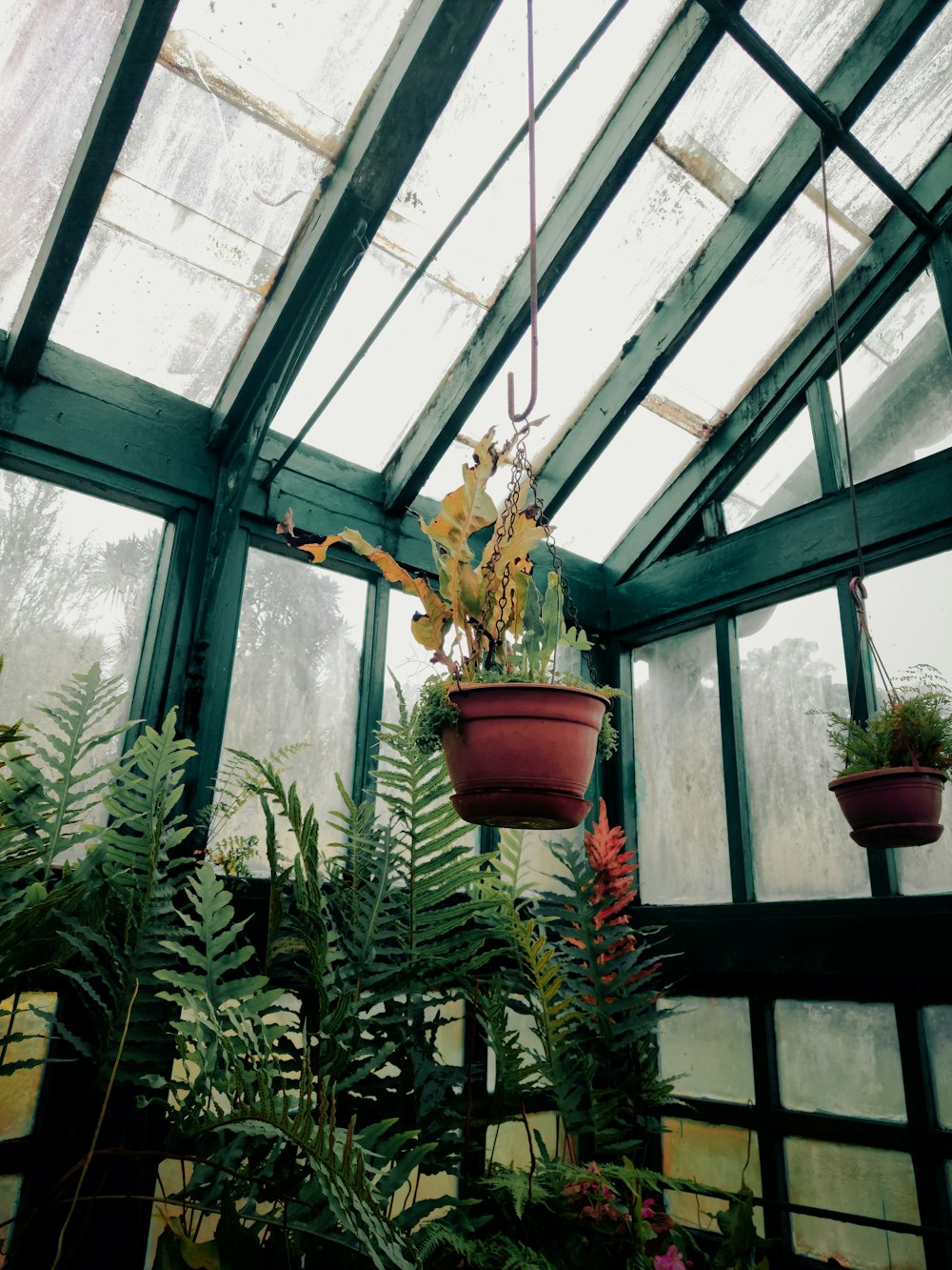 a greenhouse filled with lots of plants and hanging plants