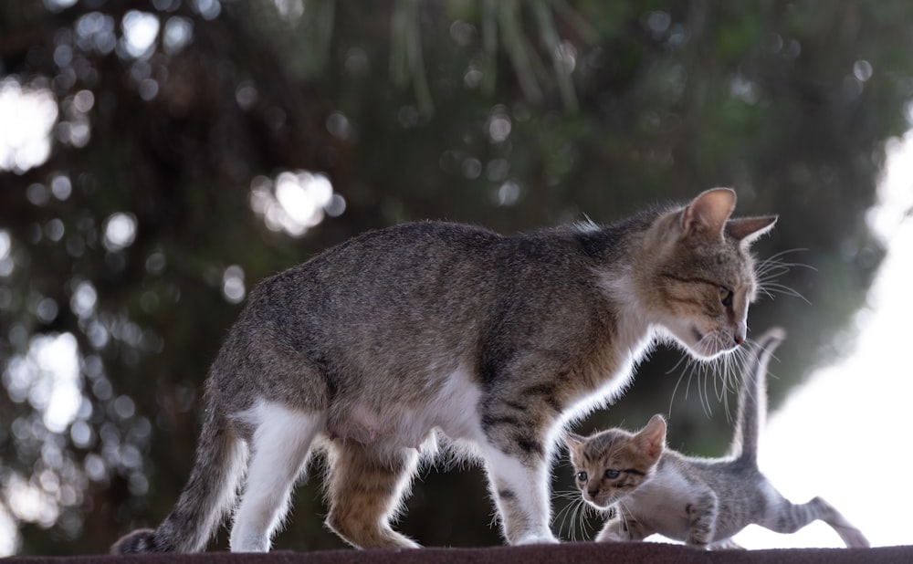 a couple of cats standing on top of a roof