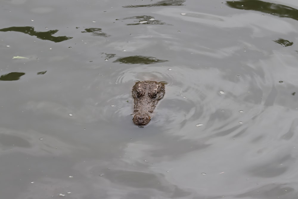 a large alligator swimming in a body of water