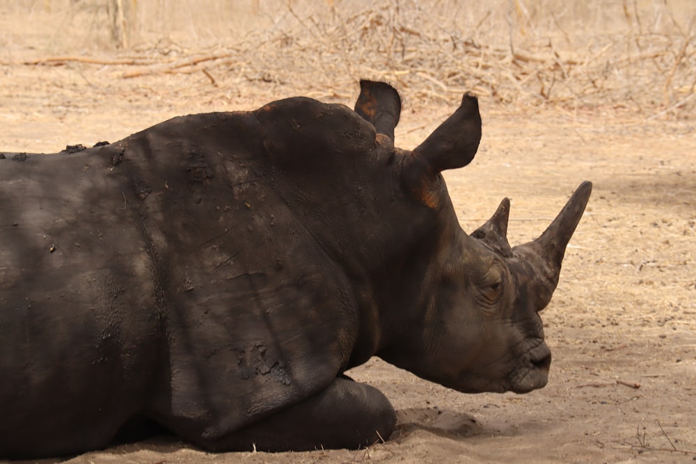 a rhino laying on the ground in the dirt