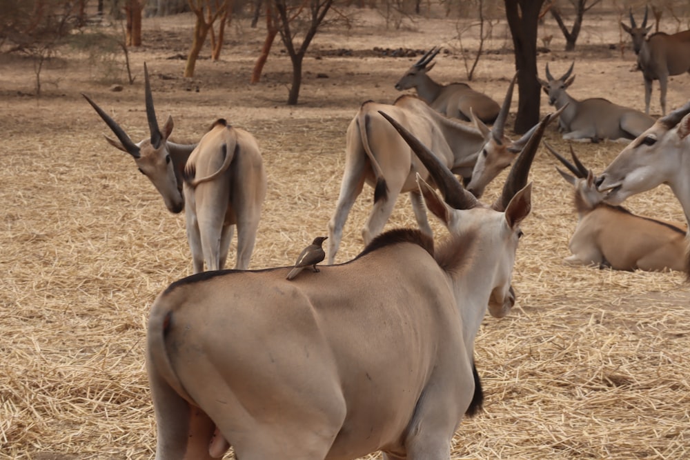 a herd of antelope standing on top of a dry grass field