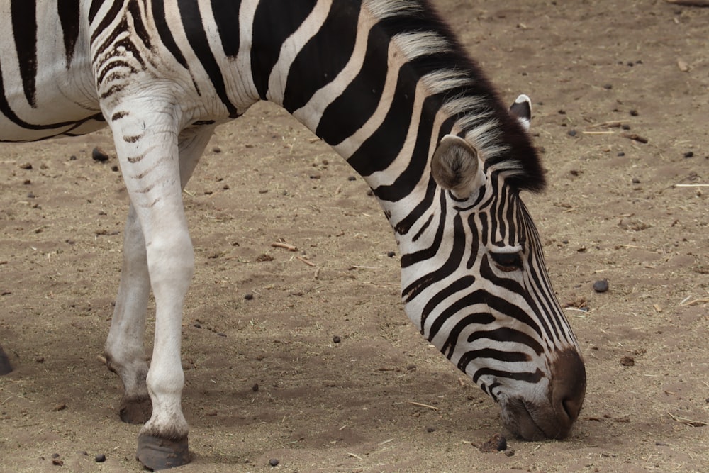 a zebra standing on top of a dirt field