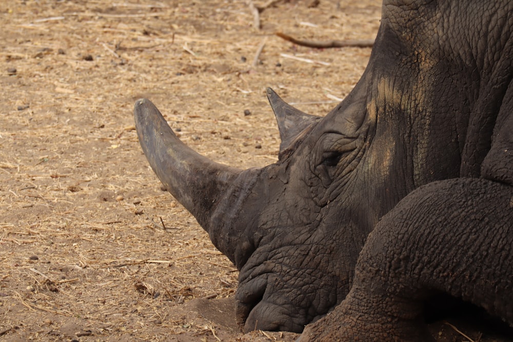 a close up of a rhino laying on the ground