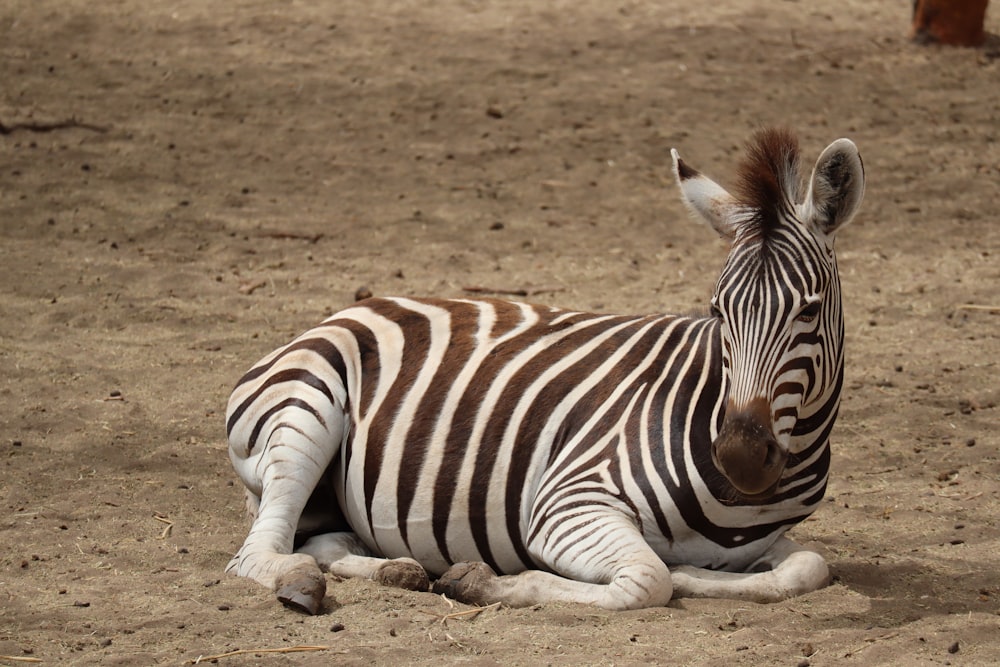 a zebra laying on the ground in the dirt