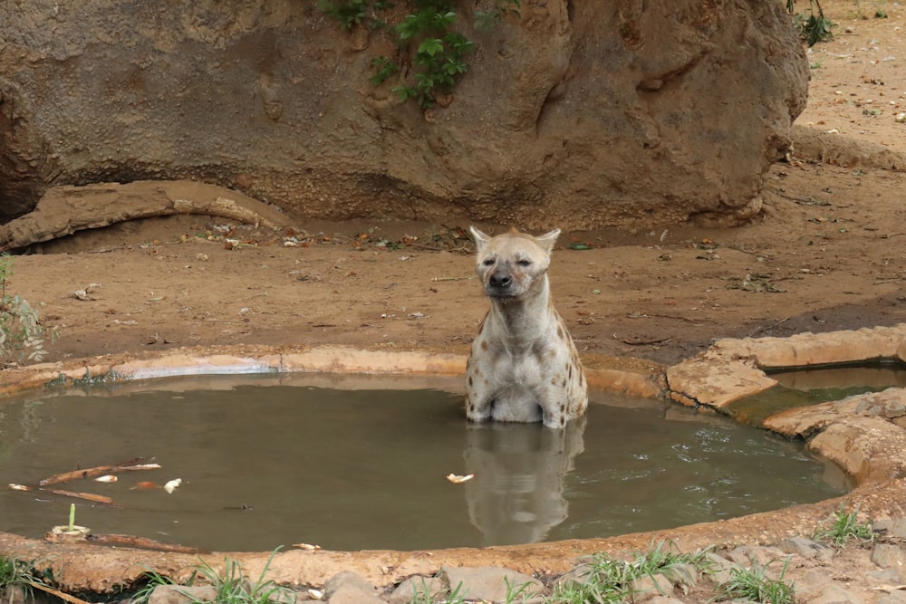 a white hyena sitting in a pool of water