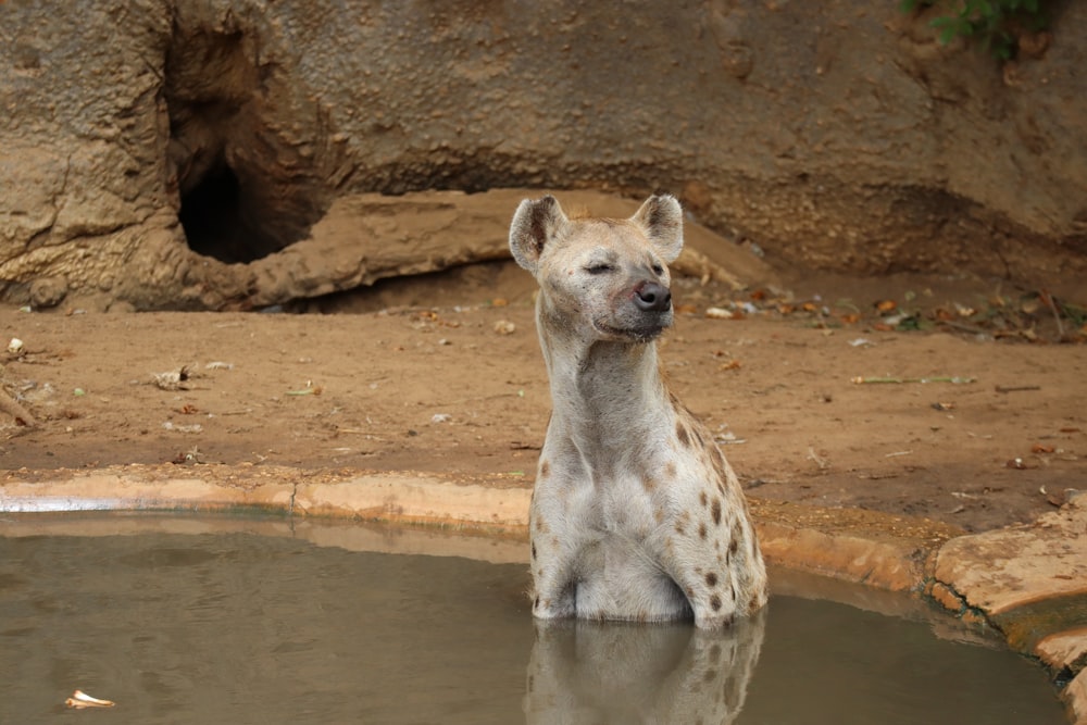 a spotted hyena sitting in a pool of water