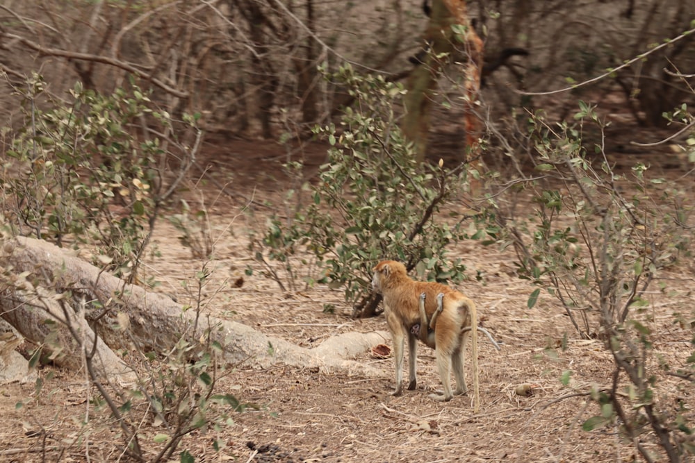 a small dog standing in the middle of a forest