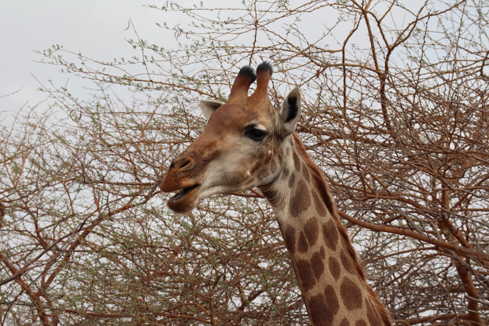 a giraffe standing next to a bunch of trees