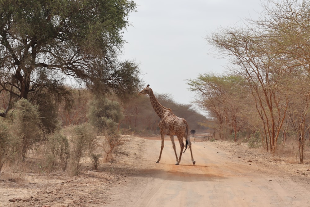 a giraffe crossing a dirt road in the wild