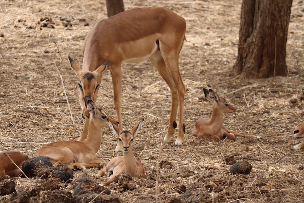 a group of antelope laying down in a field