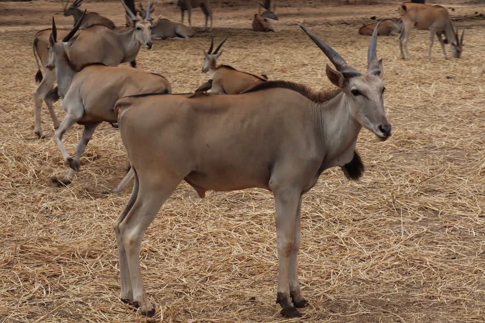 a herd of animals standing on top of a dry grass field