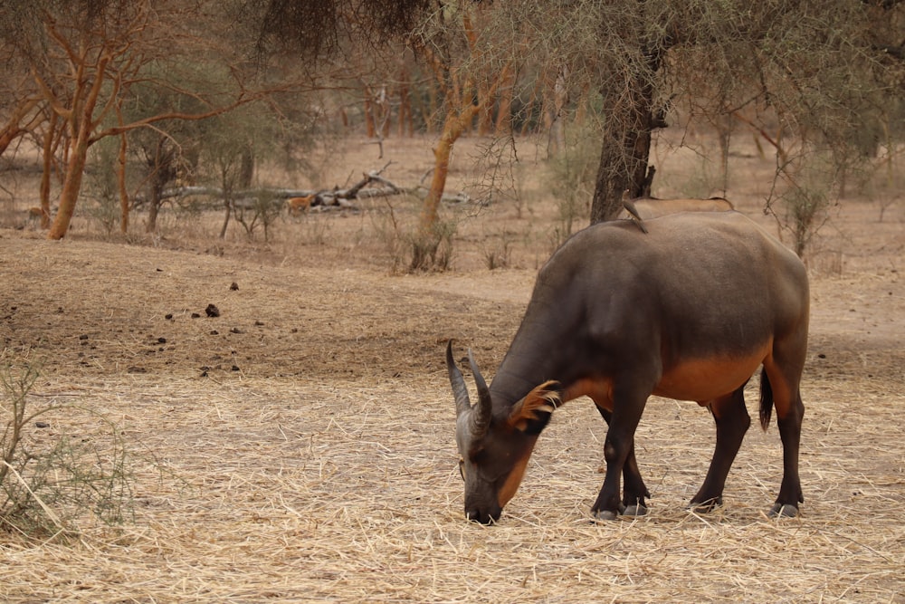 an animal that is standing in the dirt