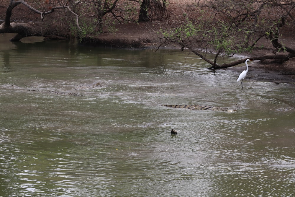 a bird standing in the middle of a river