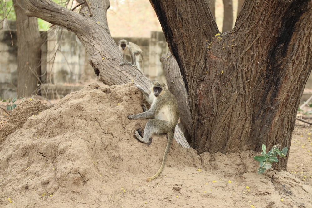 a monkey climbing up a tree in a zoo